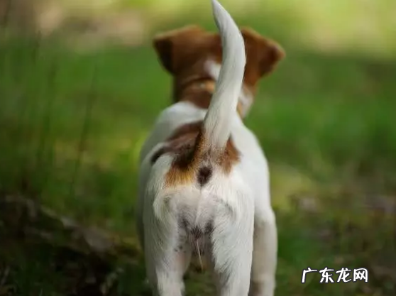 小狗狗对着你骑跨?你把握它一些行为背后的现实意义吗?没你需要那么简易