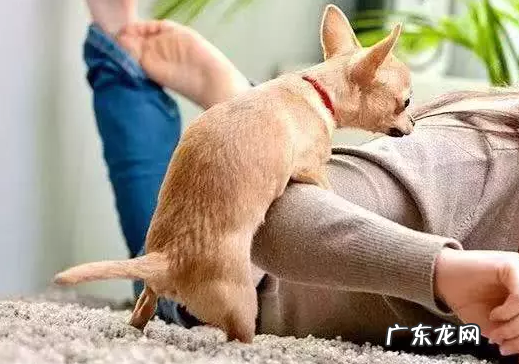 小狗狗对着你骑跨?你把握它一些行为背后的现实意义吗?没你需要那么简易