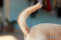 小狗狗对着你骑跨？你把握它一些行为背后的现实意义吗？没你需要那么简易