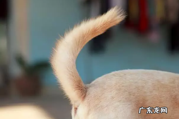 小狗狗对着你骑跨?你把握它一些行为背后的现实意义吗?没你需要那么简易