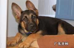 【养动物 经验分享 】德牧腹泻几天 能好，德牧腹泻重要 吗