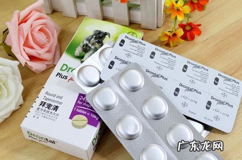 【养动物 经验分享 】德牧腹泻几天 能好,德牧腹泻重要 吗