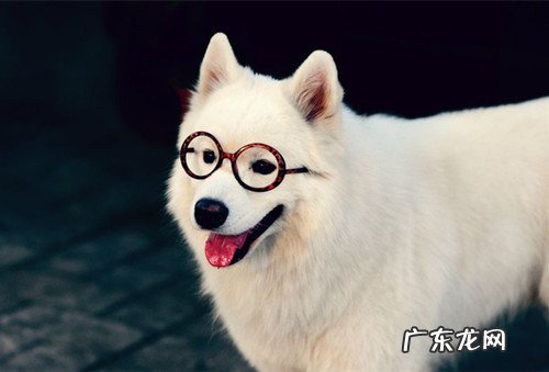 【养动物经验分享】十五年的狗流鼻涕是发烧感冒吗