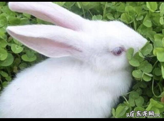 不做手术,脂肪型脸大怎么瘦