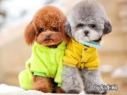 小狗出现腹泻的情况,究竟是谁的锅