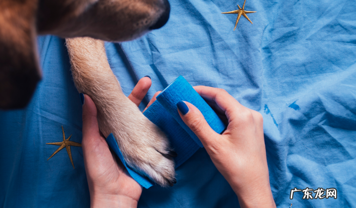 小狗突然跛脚是什么原因