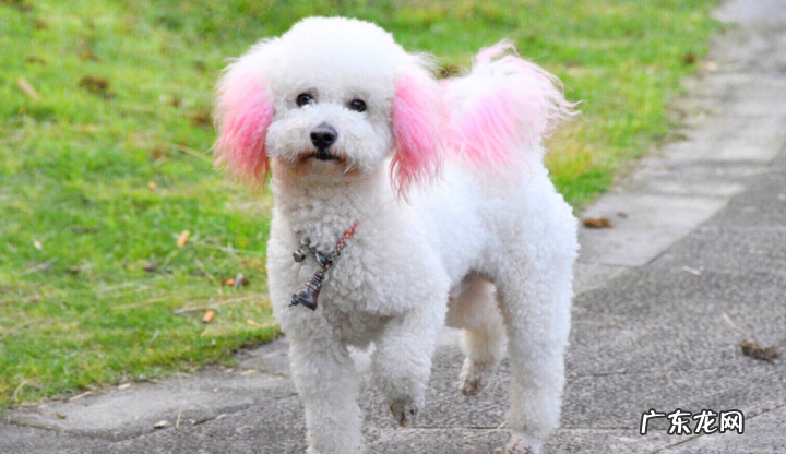 小狗突然跛脚是什么原因