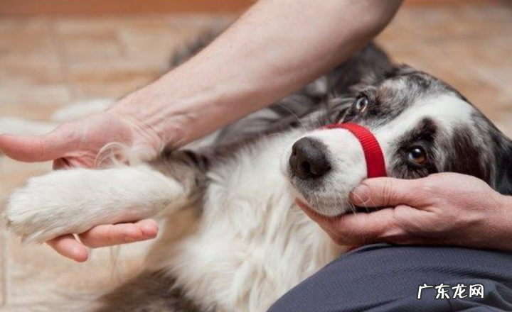小狗突然跛脚是什么原因