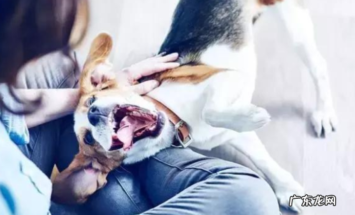 宠物犬有口臭该怎么处理