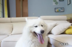 小狗舌炎吃啥中药材