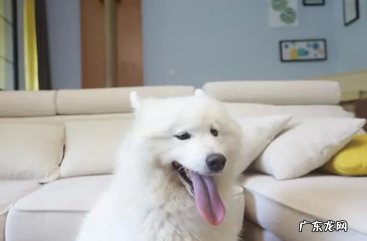 小狗舌炎吃啥中药材