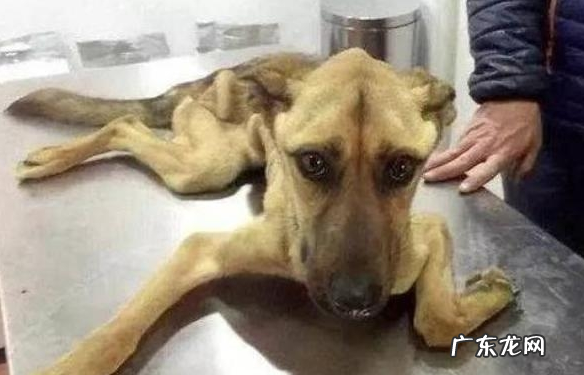 小狗狗“人体有虫”和“人体以外有虫”，分别有什么具体表现？该如何驱虫？