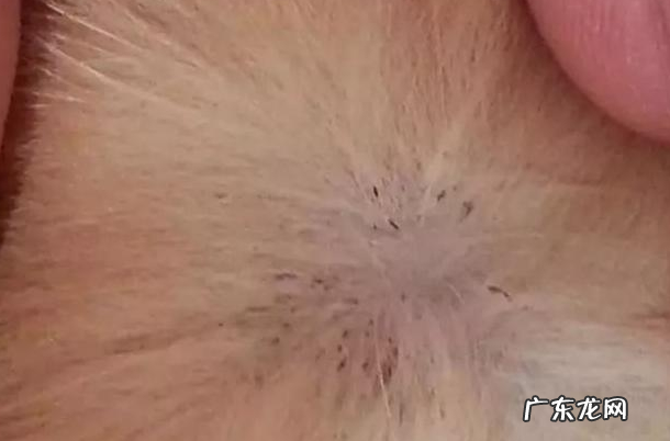 小狗狗“人体有虫”和“人体以外有虫”，分别有什么具体表现？该如何驱虫？