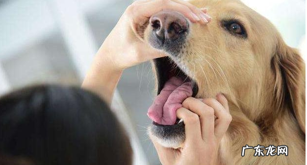 小狗狗“人体有虫”和“人体以外有虫”，分别有什么具体表现？该如何驱虫？