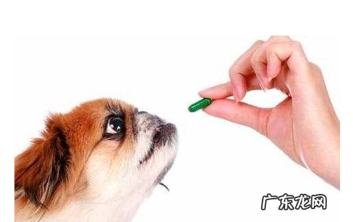 小狗狗“人体有虫”和“人体以外有虫”，分别有什么具体表现？该如何驱虫？