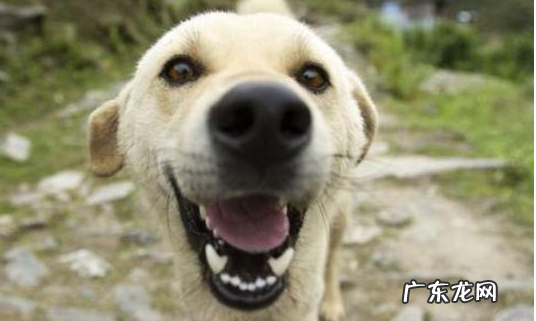 小狗狗“人体有虫”和“人体以外有虫”,分别有什么具体表现?该如何驱虫?