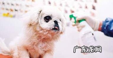 小狗狗“人体有虫”和“人体以外有虫”，分别有什么具体表现？该如何驱虫？