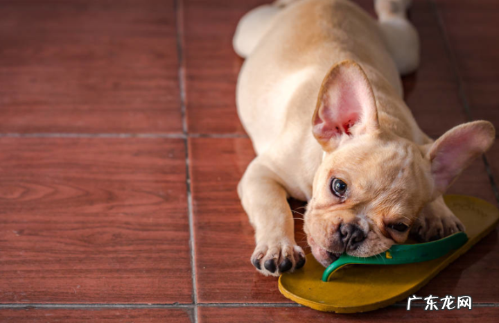 小狗创口有脓要挤压吗