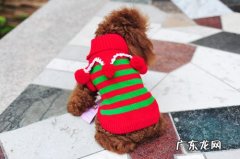 小狗狗出现咳嗽痰多的情况时，不抢救它会死吗