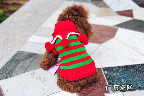 小狗狗出现咳嗽痰多的情况时，不抢救它会死吗