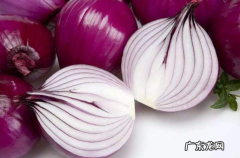 小泰迪小便带血是怎么回事