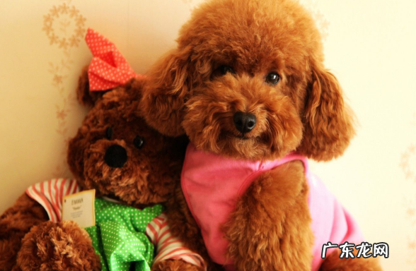 小泰迪小便带血是怎么回事