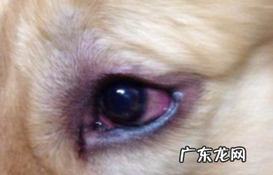 狗狗流泪的原因不可是触动，也是有这好多个层面，早发现早治疗