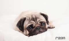 狗狗流泪的原因不可是触动，也是有这好多个层面，早发现早治疗