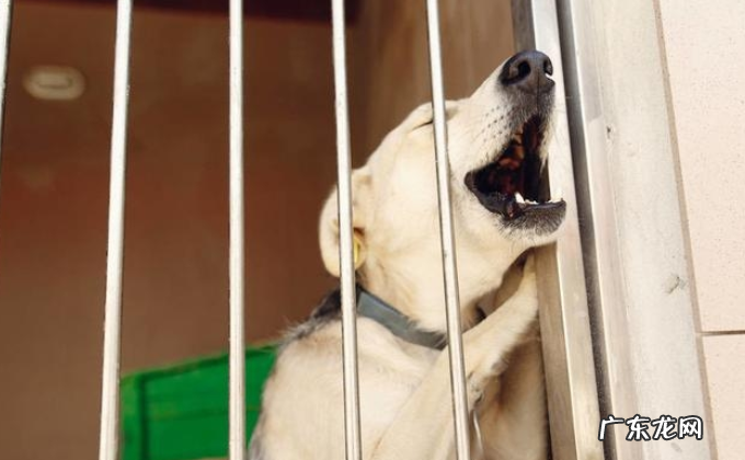 狗狗流泪的原因不可是触动，也是有这好多个层面，早发现早治疗