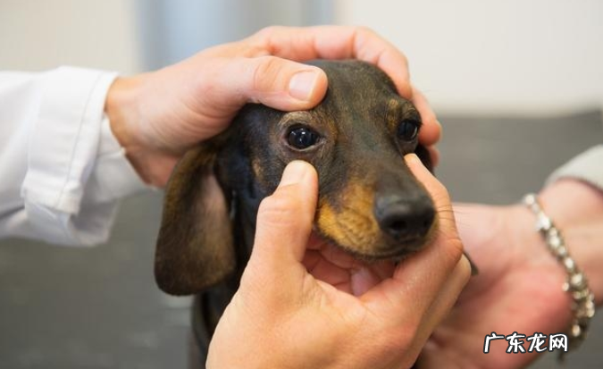 狗狗流泪的原因不可是触动，也是有这好多个层面，早发现早治疗