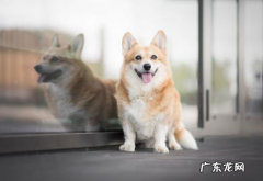 小狗钙的缺少有什么体现