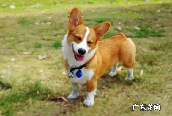 小狗钙的缺少有什么体现