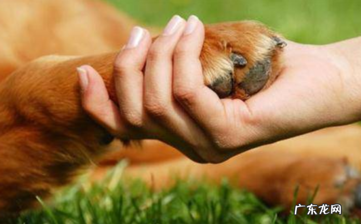 治一岁金毛狗狗腿瘸的药有没有