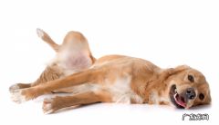 治一岁金毛狗狗腿瘸的药有没有