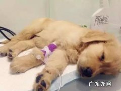 为什么我家小狗放臭屁特特十分臭？