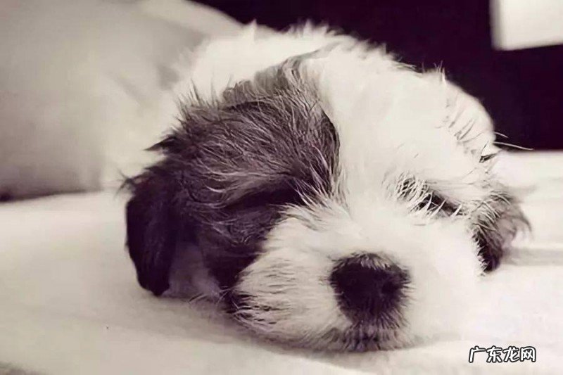 为什么我家小狗放臭屁特特十分臭？