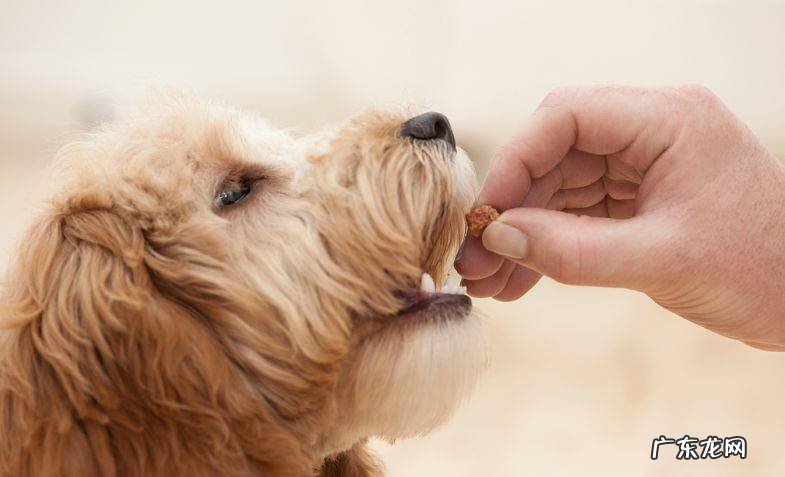 为什么我家小狗放臭屁特特十分臭？