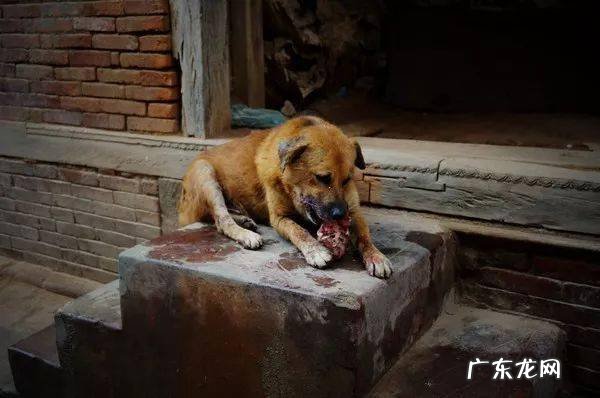 为什么我家小狗放臭屁特特十分臭？