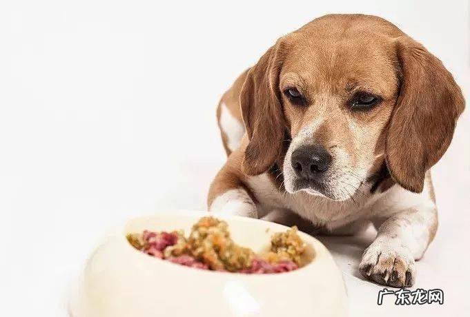 为什么我家小狗放臭屁特特十分臭？