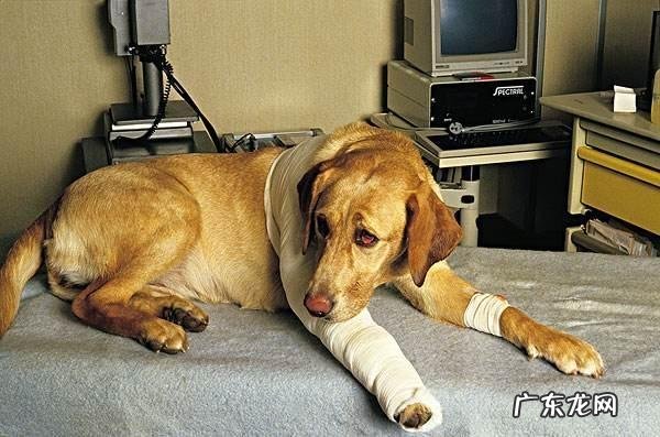 小狗受伤了，是不是过几天就能好起来