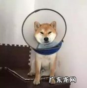 小狗受伤了，是不是过几天就能好起来