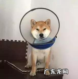 小狗受伤了，是不是过几天就能好起来