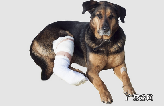 小狗是不是会假装腿瘸,小狗腿瘸能好吗