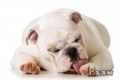 小狗爪子被刮伤应该怎么办