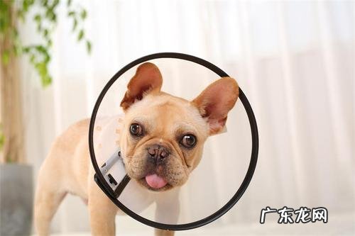 小狗爪子被刮伤应该怎么办