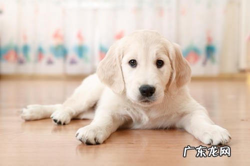 小狗狗的后面突然瘸了如何治疗