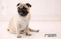 小狗狗的后面突然瘸了如何治疗