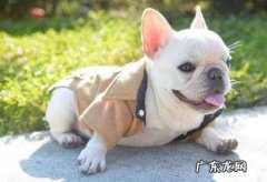 小狗脚底板破了一直流血