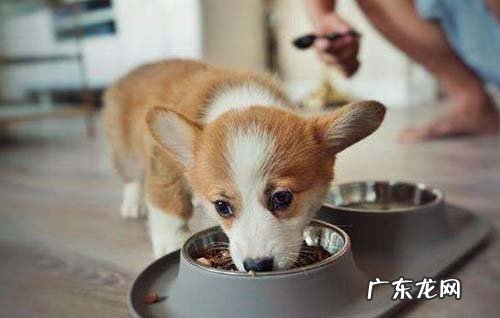 小狗隔三差五拉肚子