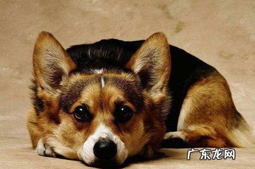 小狗隔三差五拉肚子